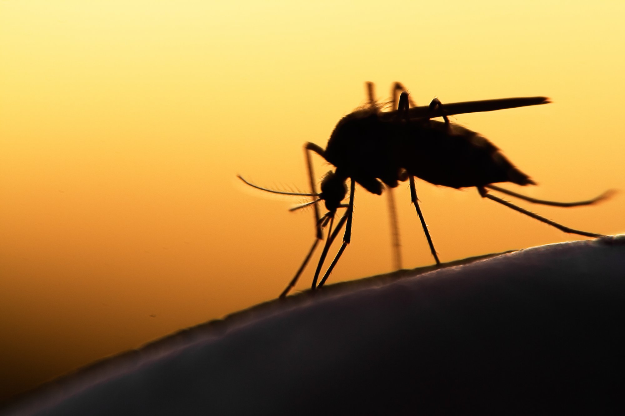 ¿Qué hacer cuando te pican? Primeros auxilios en caso de picadura de insectos